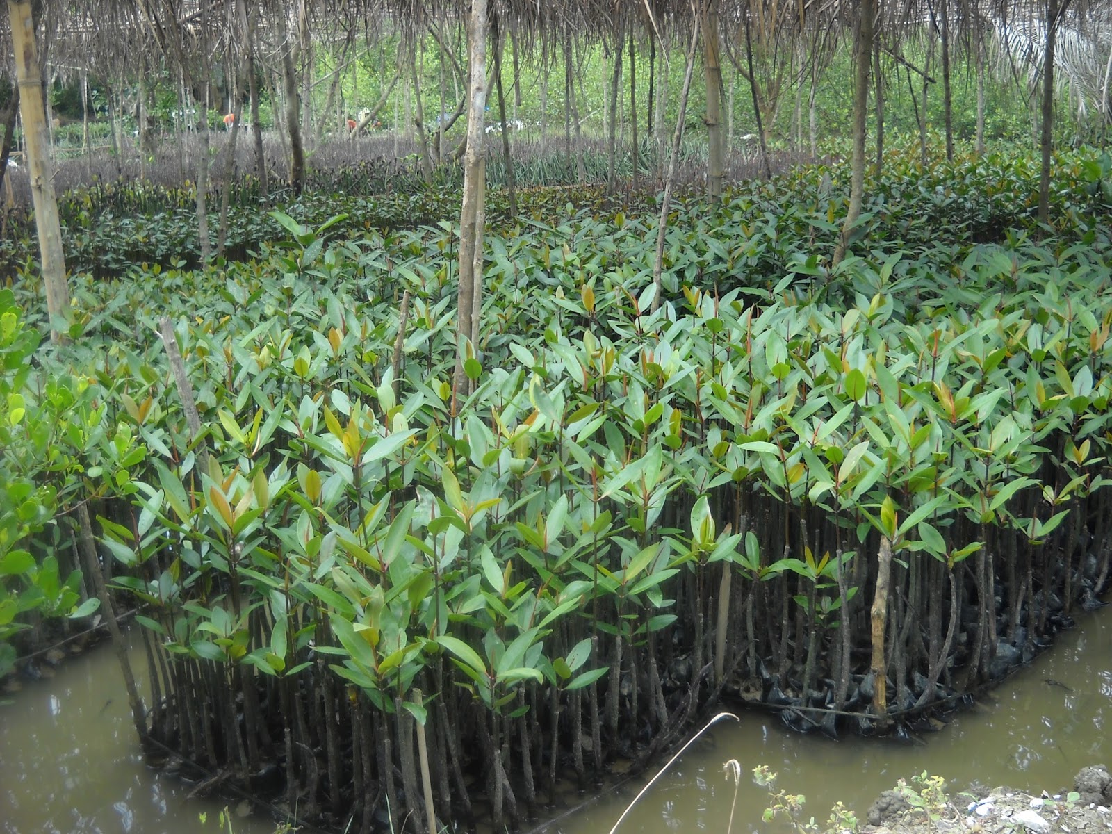 MANGROVE ECO-CLASS