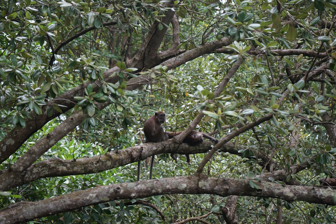 MANGROVE DISCOVERY WALK