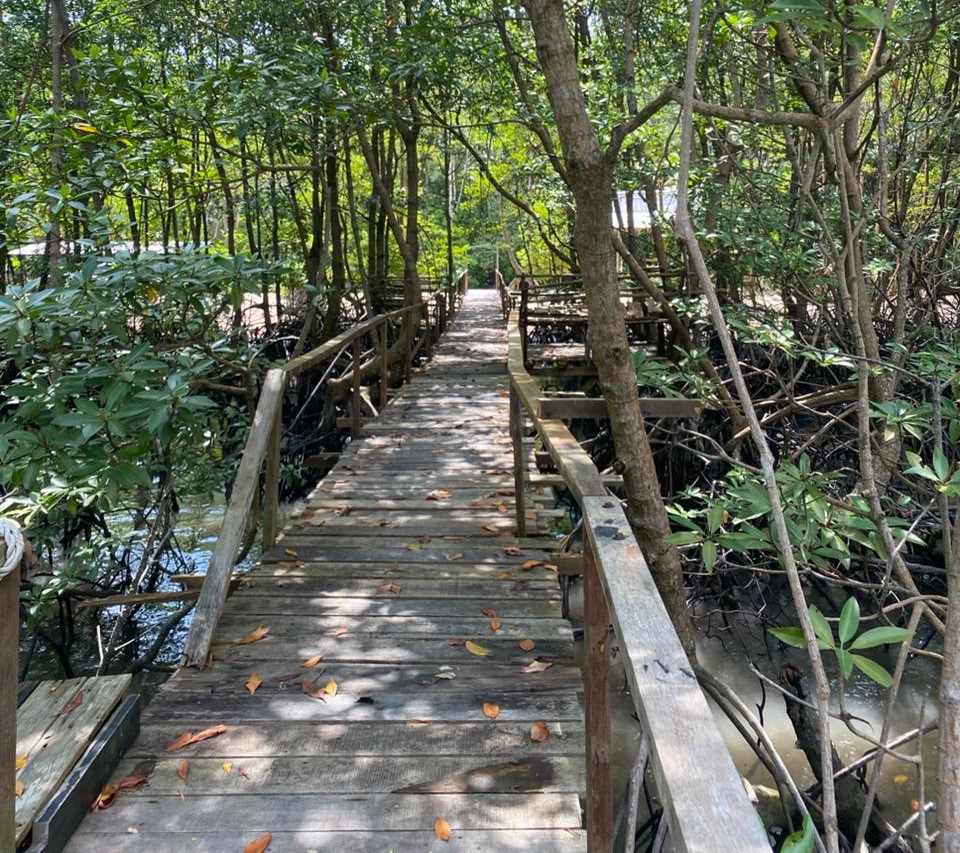 Jembatan Kayu Ekowisata Mangrove Pandang Tak Jemu