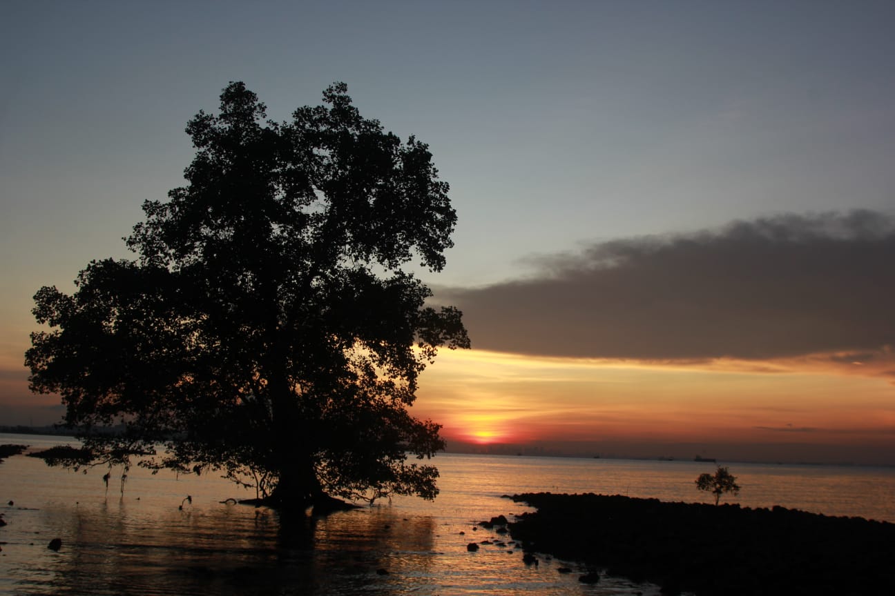 MANGROVE TOGETHER