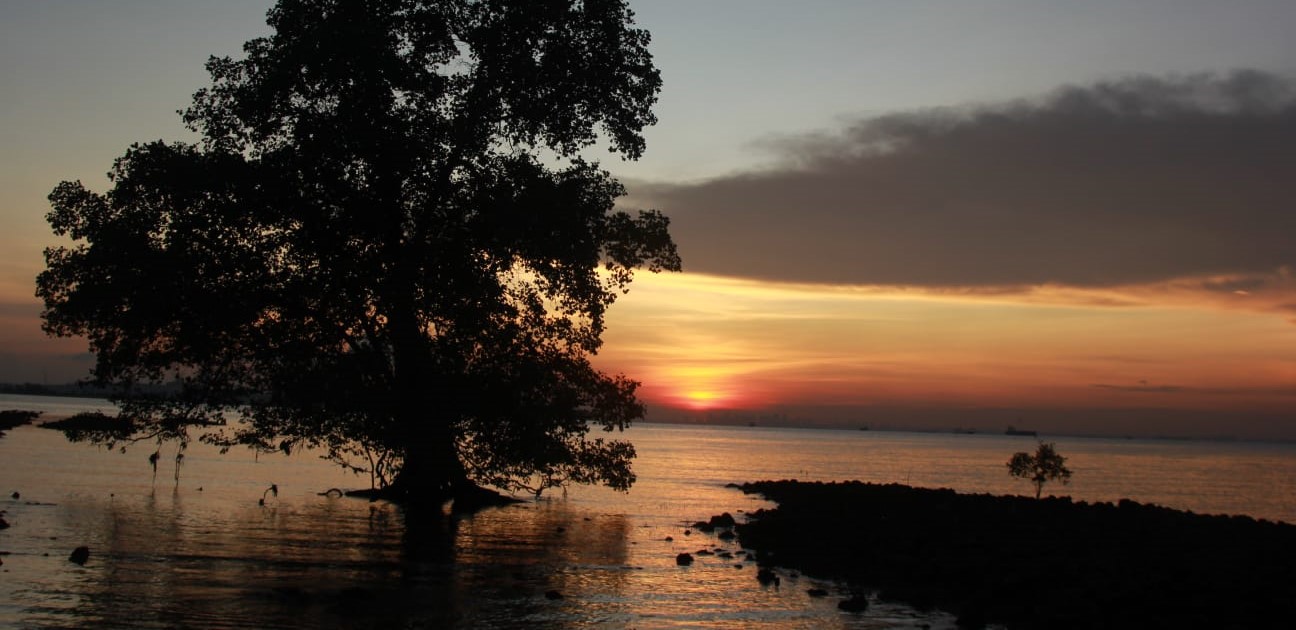 Pesona Keindahan Sunset dan Keanekaragaman Hayati di Jalur Boardwalk Mangrove